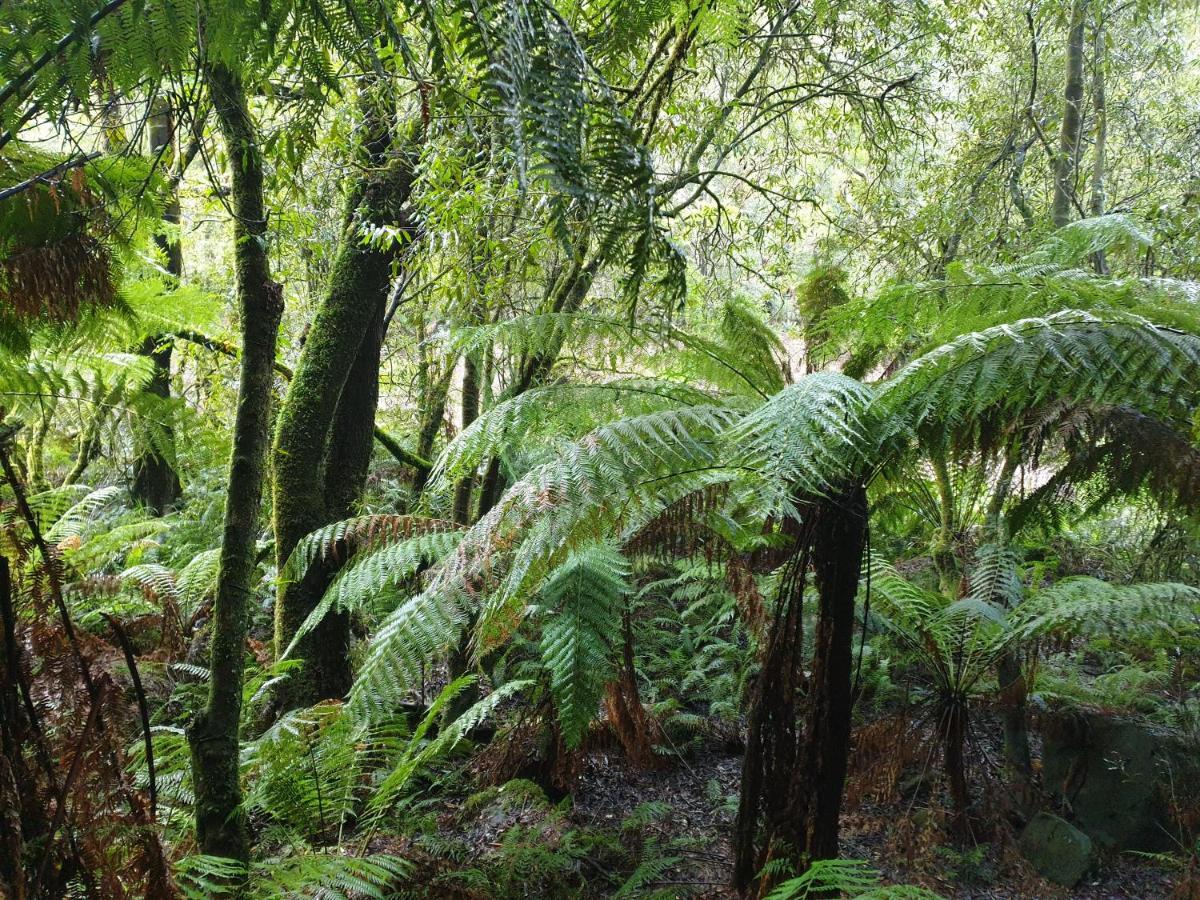 Country house Cozy Otways Beech Forest